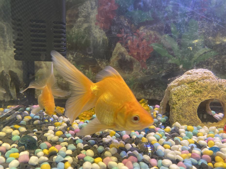 Продам золотую рыбу.