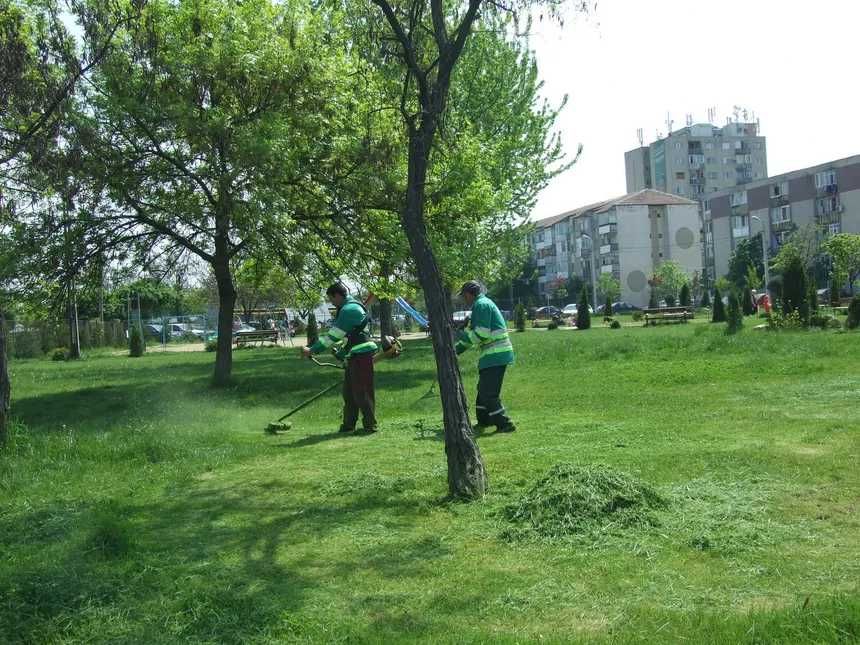 copaci sau pomi fructiferi , vita de vie