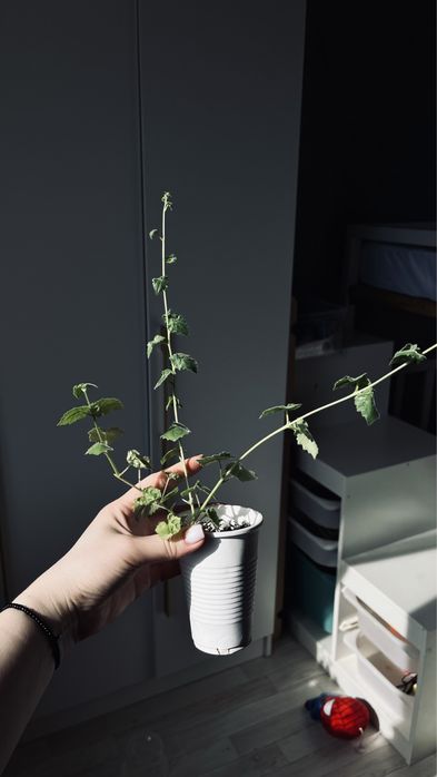 Лофоспермум розовый