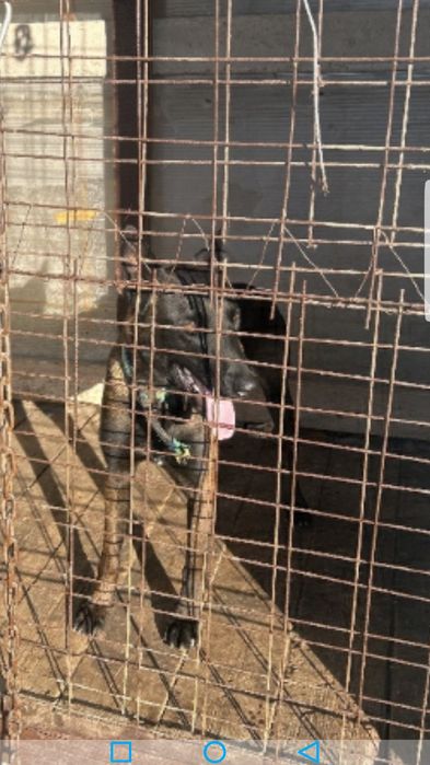 тозза конли малиня