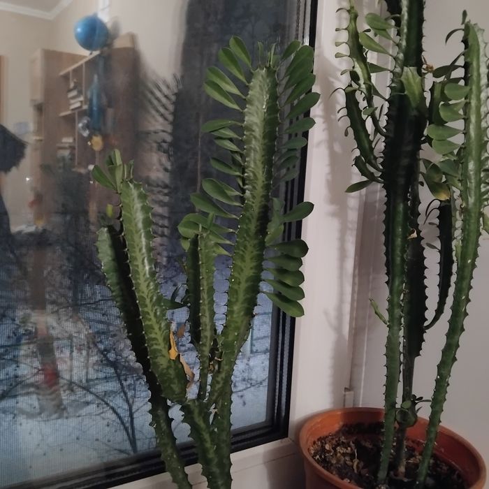 Цветы комнатные красивые