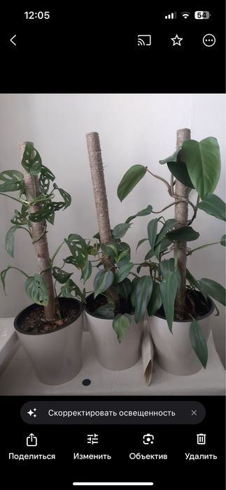 Комнатные цветы