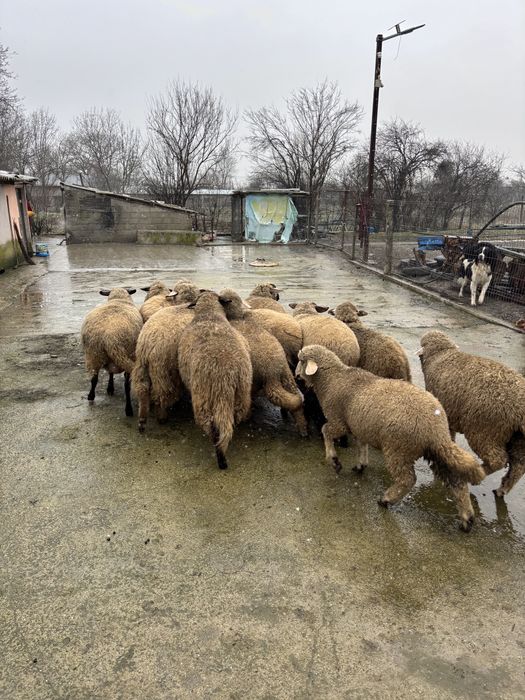 Oi gestante de vanzare