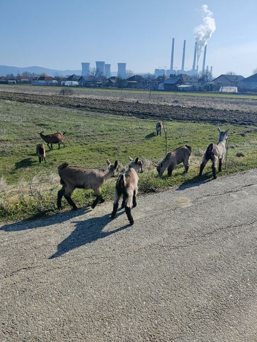Iezi alpina franceza