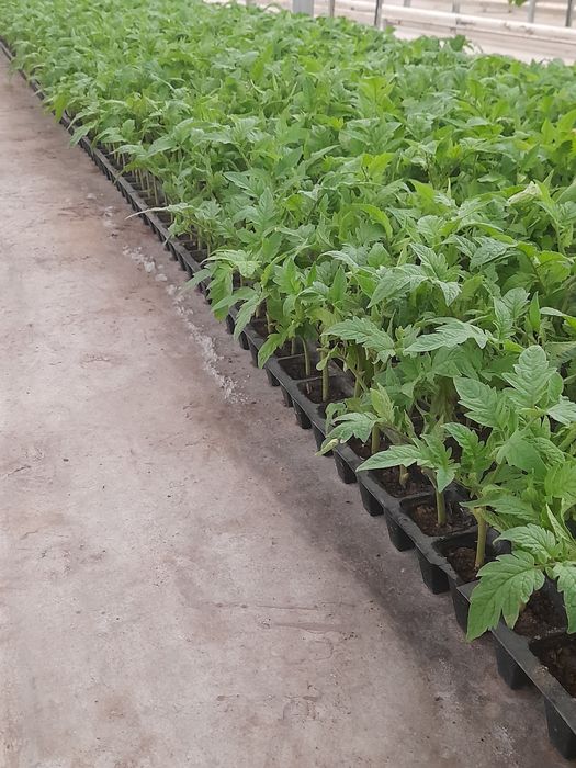 AlaminoF1 va Alamino bachki bachki ochiqdala va issiqxona uchun