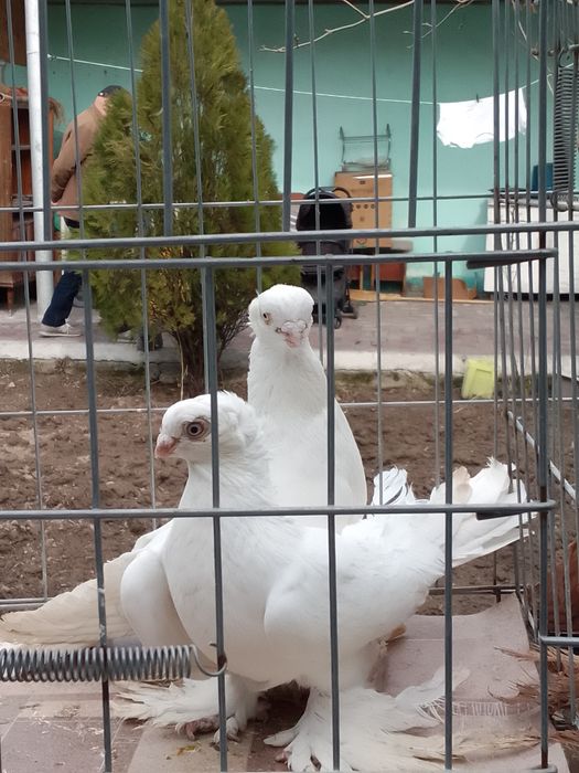 Голуби чубатый тараз