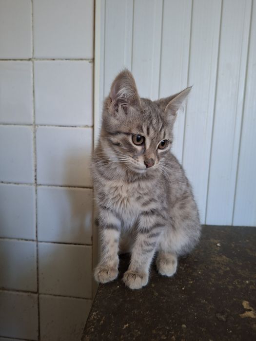 Отдам в добрые руки котят