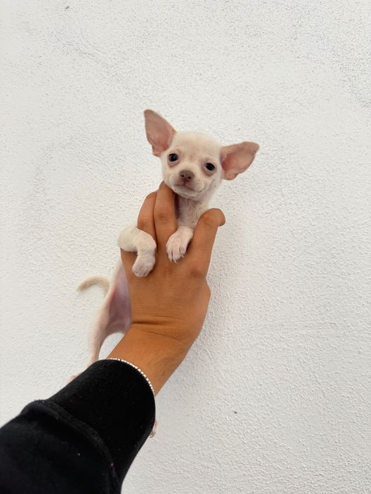 Чихуахуа Chihuahua Сини Очи
