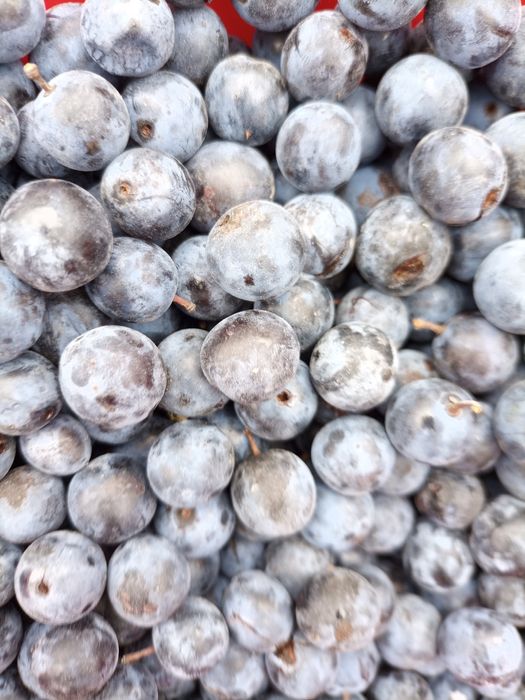 Disponibile porumbele