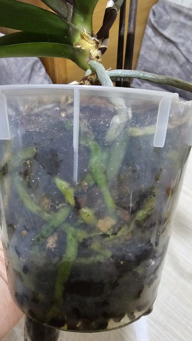 Орхидея Phal. White orchid