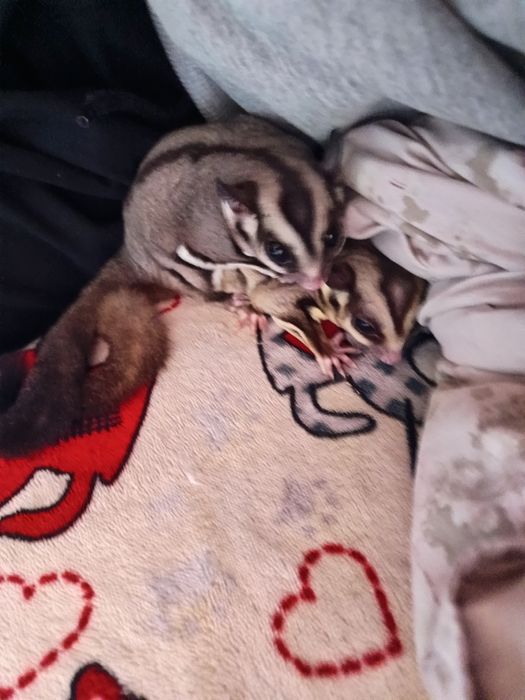 Sugar glider (veverița zburătoare, planor de zahar)