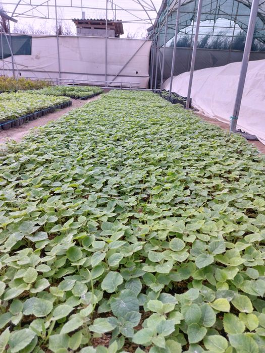 Павлония М1 бор Pavlovniya FTE bor