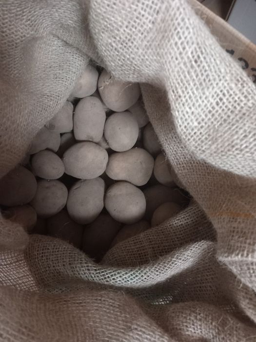 картофи сорт Сорая