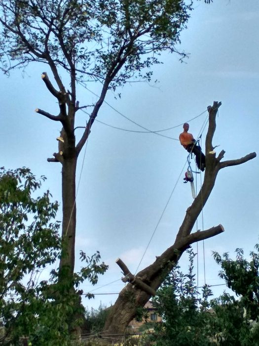 Рязане на опасни дървета