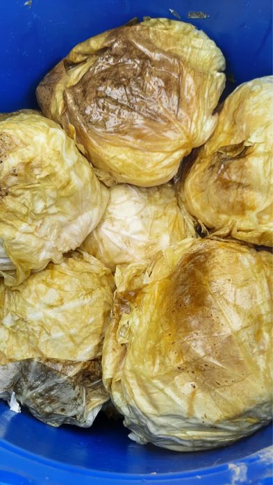 Varză murată 100% românească de calitate!