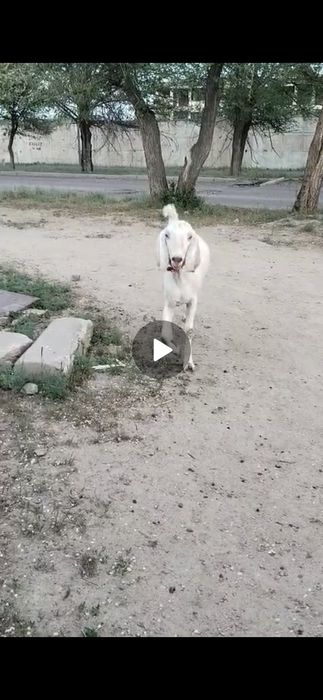 Сүтті ешкілер сатылады!(козы молокистый) продом.