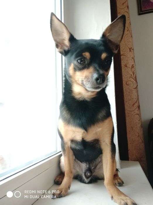 Потерялся тойчик