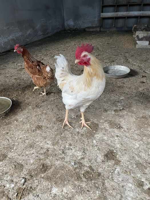 Петли за продажба