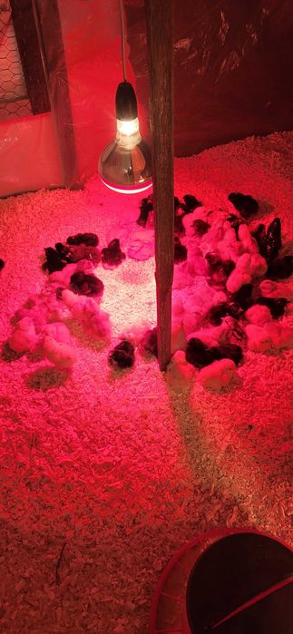 Vand pui de o zi rasa mixta