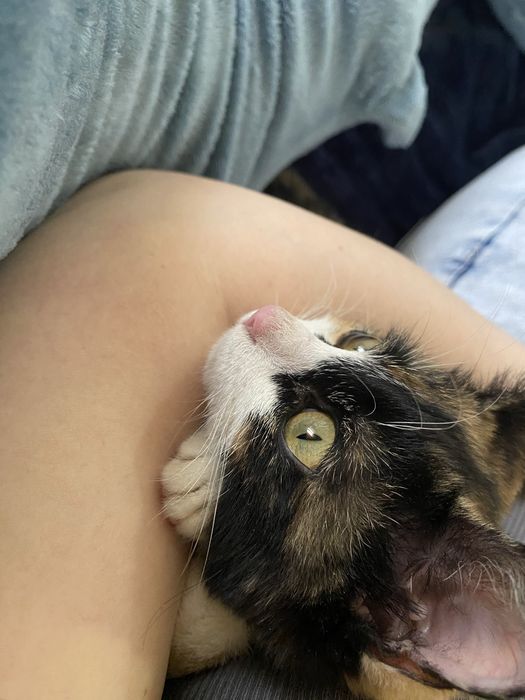 Котята, кошка, домашнее животное
