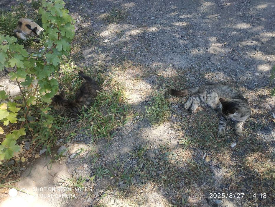 Отдам бесплатно котят