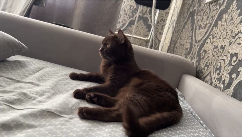 Продам Шоколадную кошку шотландка