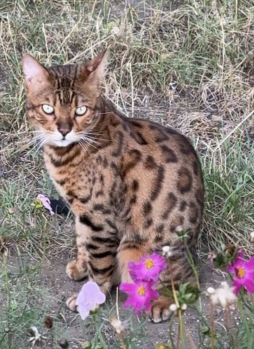Котик в хорошие руки