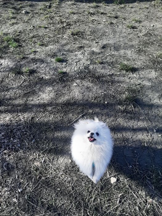 Срочно!!! Продам померанского шпица