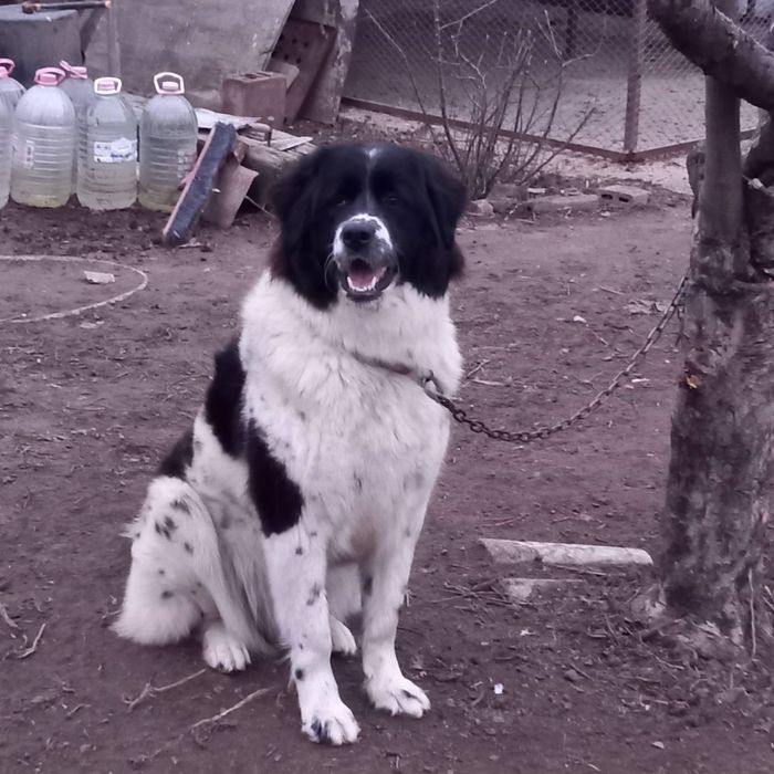 Продавам каракачанки