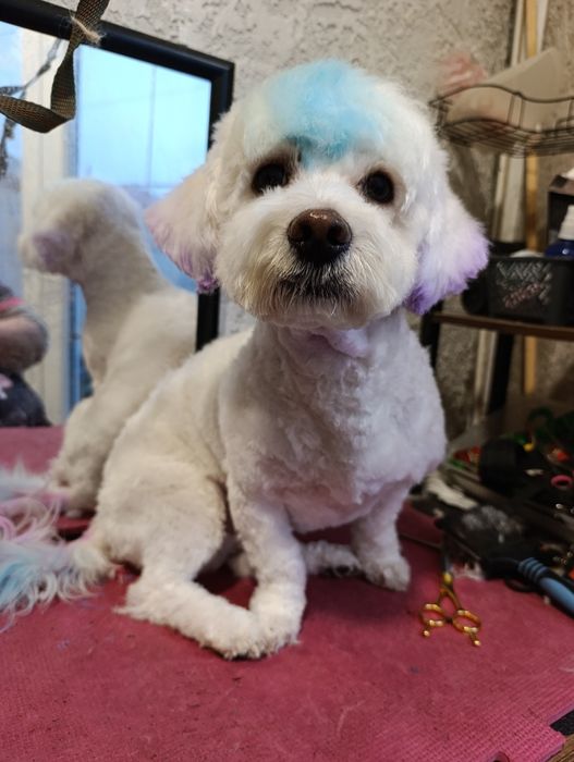 Tuns catei talie mica