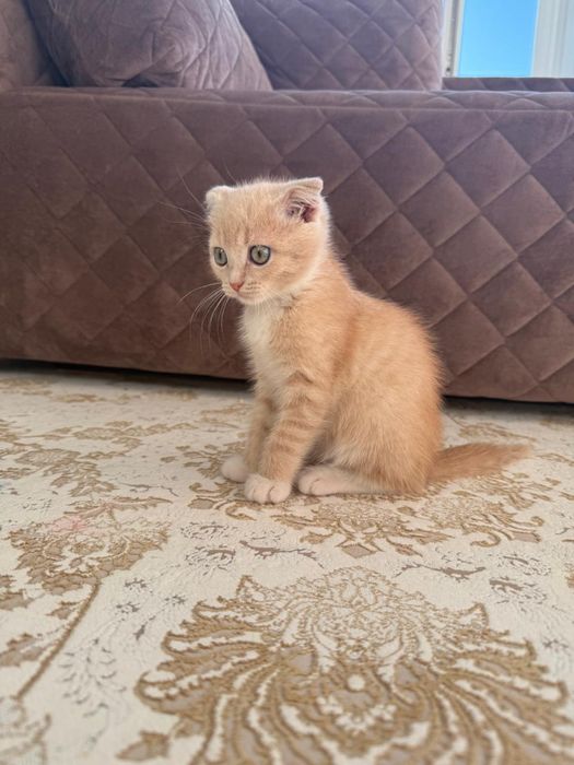 Котёнок 1,5 месяцев мальчик