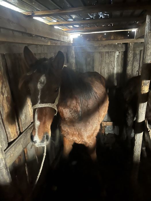 Продам 3 Лошадки