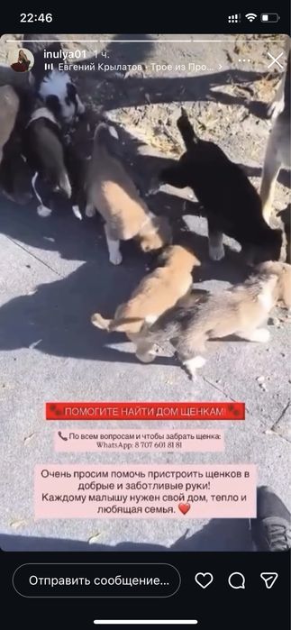 Щенки бесплатно