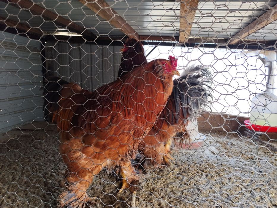 Cocoși moțați de vânzare