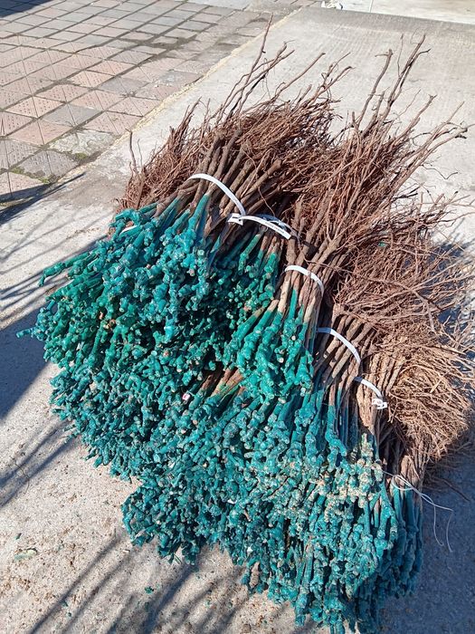 Лозов посадъчен материал