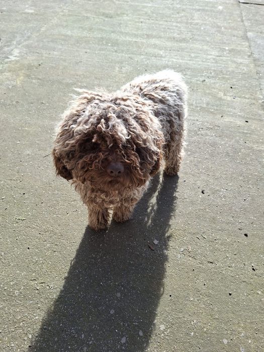 Lagotto Romagnolo