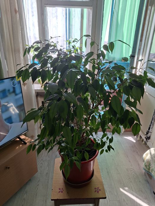 Домашние комнатные цветы