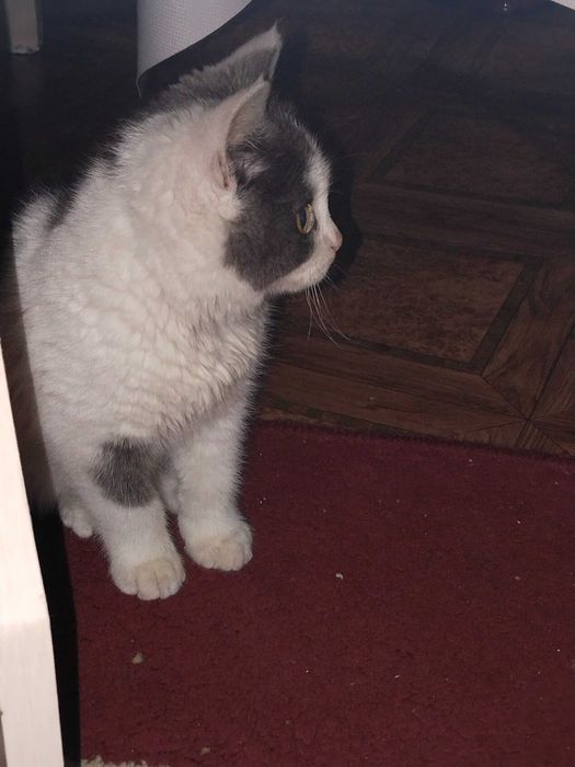 Котенок 4 месяца