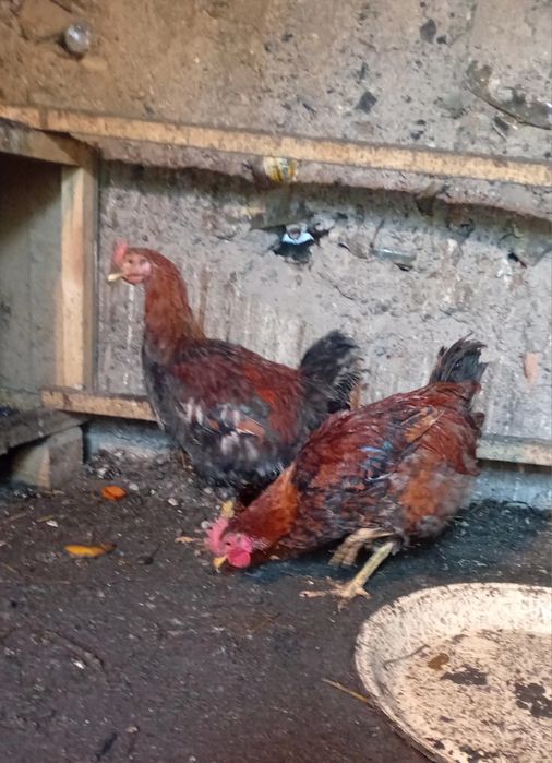 3 қораз сатылады. 9ай 5мың тг шт