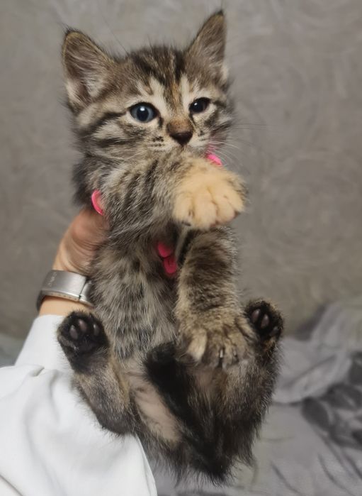 Котята месяц от роду