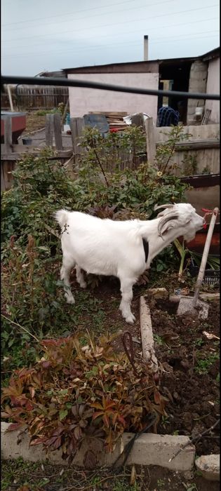 Домашние животные козы