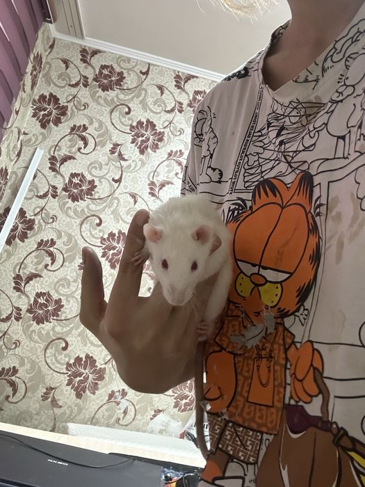 отдам крыс в хорошие руки