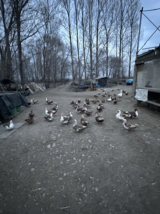 Продаются утки.