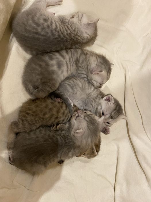 В продаже котята скоттиш фолд