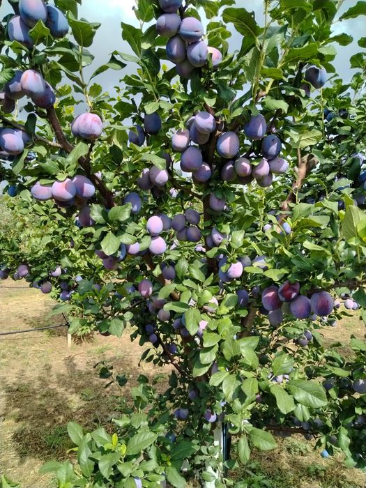 Prune de vanzare