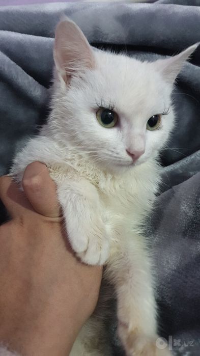 Turetskiy angora