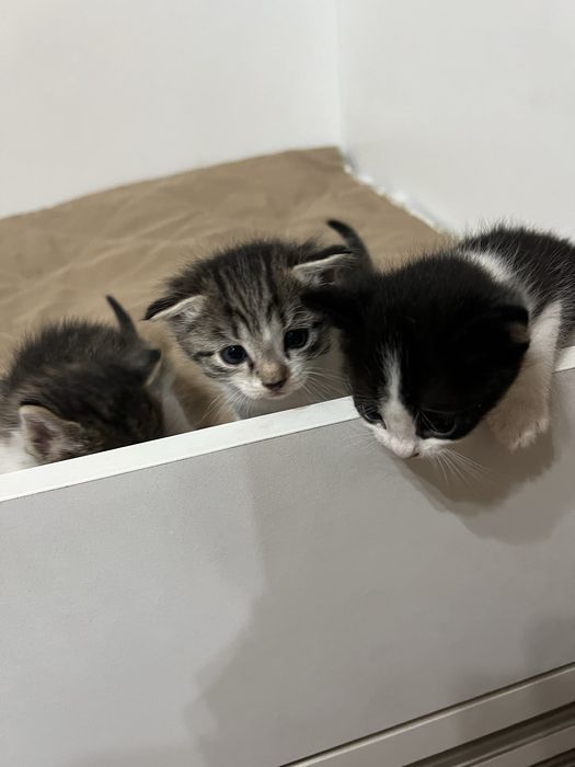Отдам даром котят в добрые руки