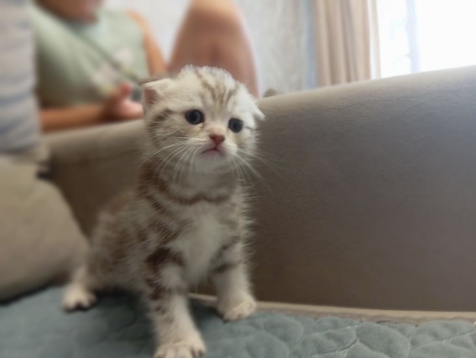Продам котят Шотландских