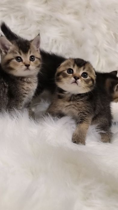 Продаю котят шиншил