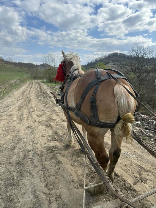 Iapă de vânzare de 3 ani  te-a fătat sau schimb cu viței mai multe detalii la telefon